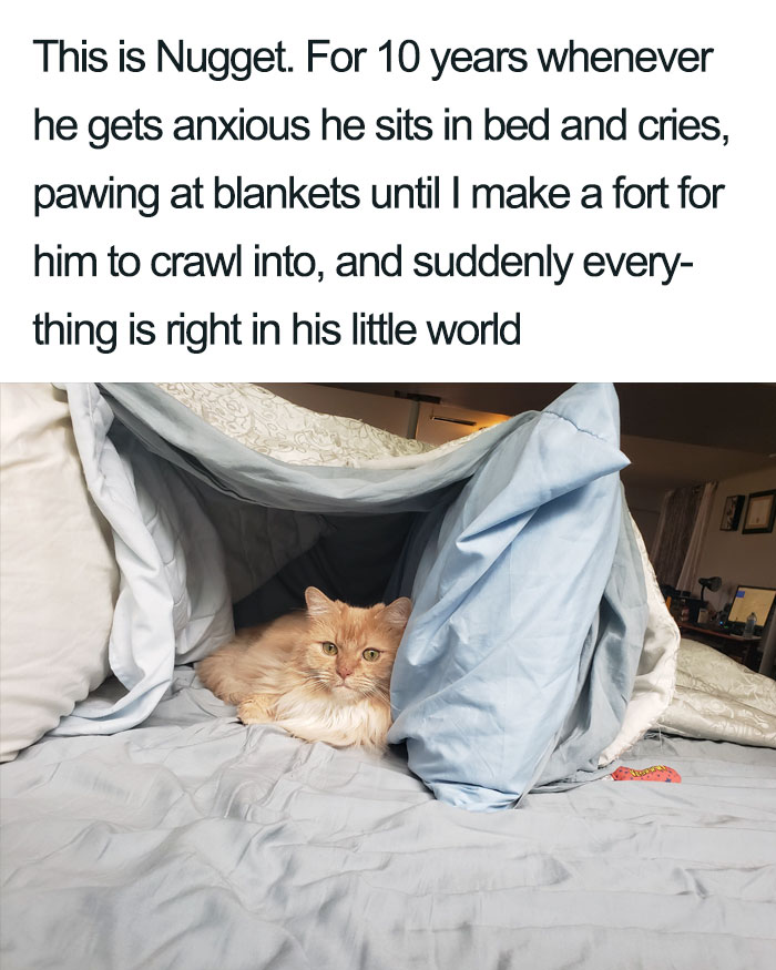 nugget in a blanket fort wholesome cat posts