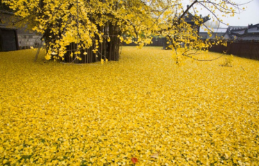 1,400-Year-Old Gingko Tree Sheds A Beautiful Ocean Of Golden Leaves