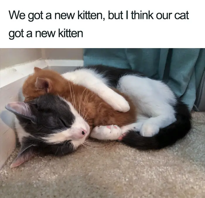 our cat got a new kitten wholesome cat posts