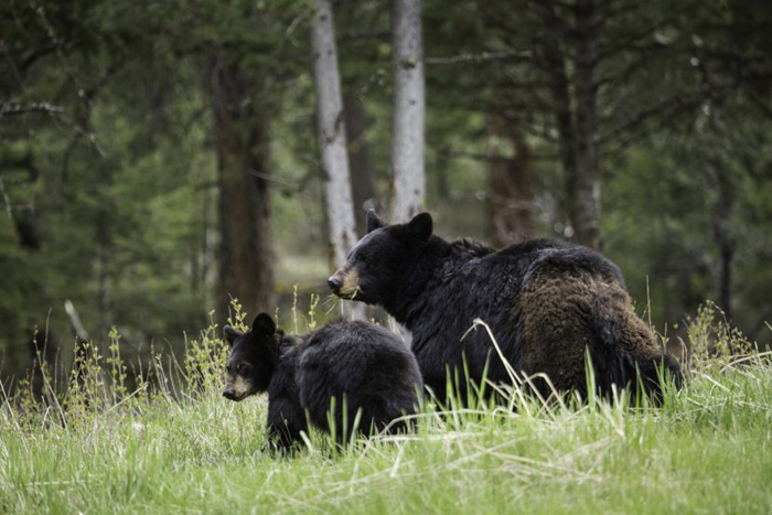 pennsylvania black bears