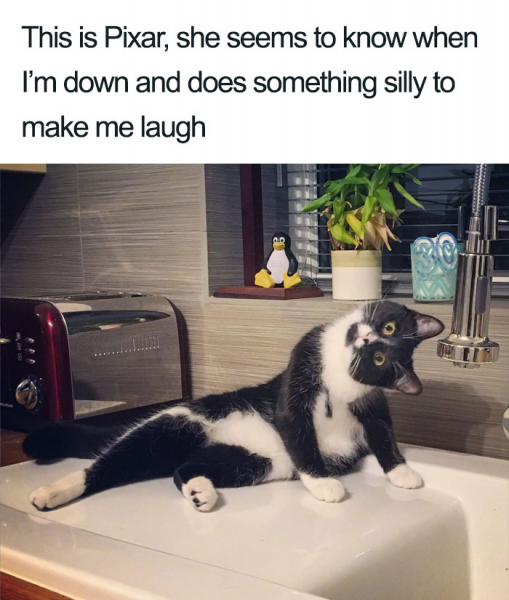 People Share Adorable Cat Posts That Will Make You Feel Good Inside