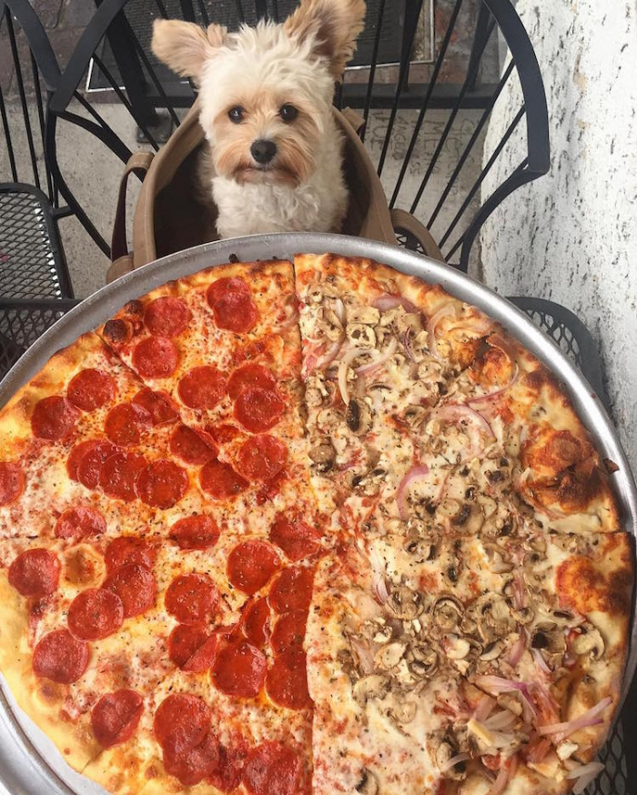 pizza popeye the foodie dog