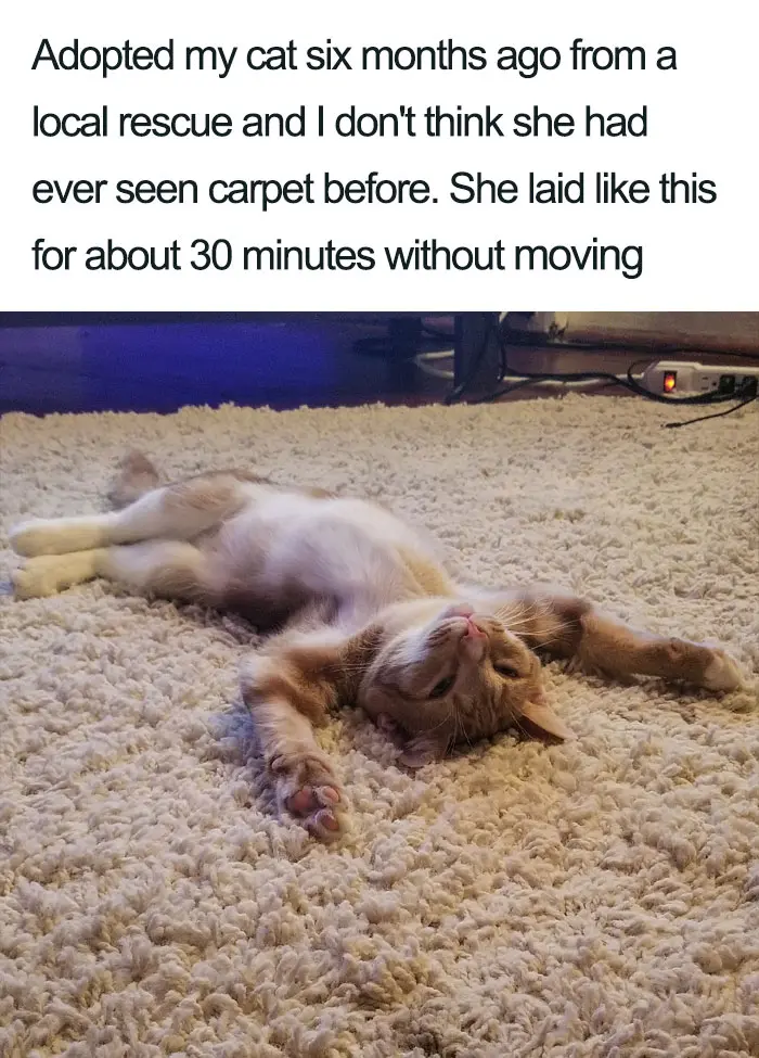 relaxing cat wholesome cat posts