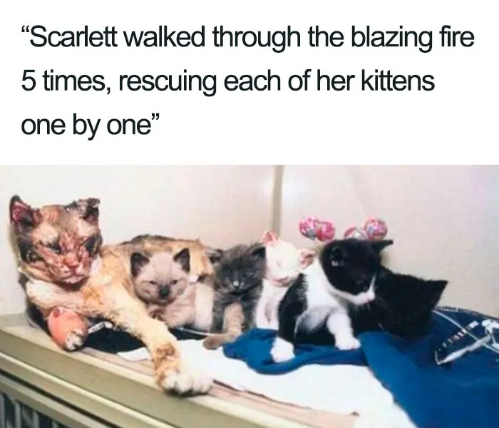 scarlett mother cat rescued her kittens from fire wholesome cat posts