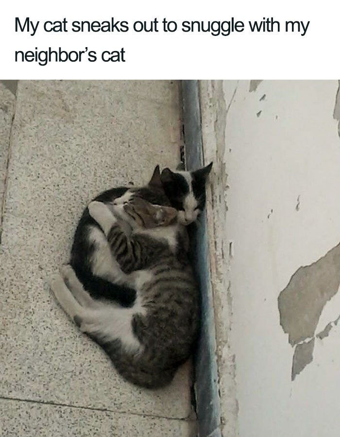 snuggling neighbors wholesome cat posts