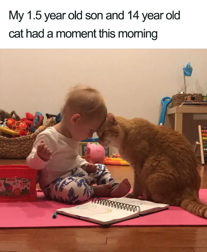 son and cat moment wholesome cat posts