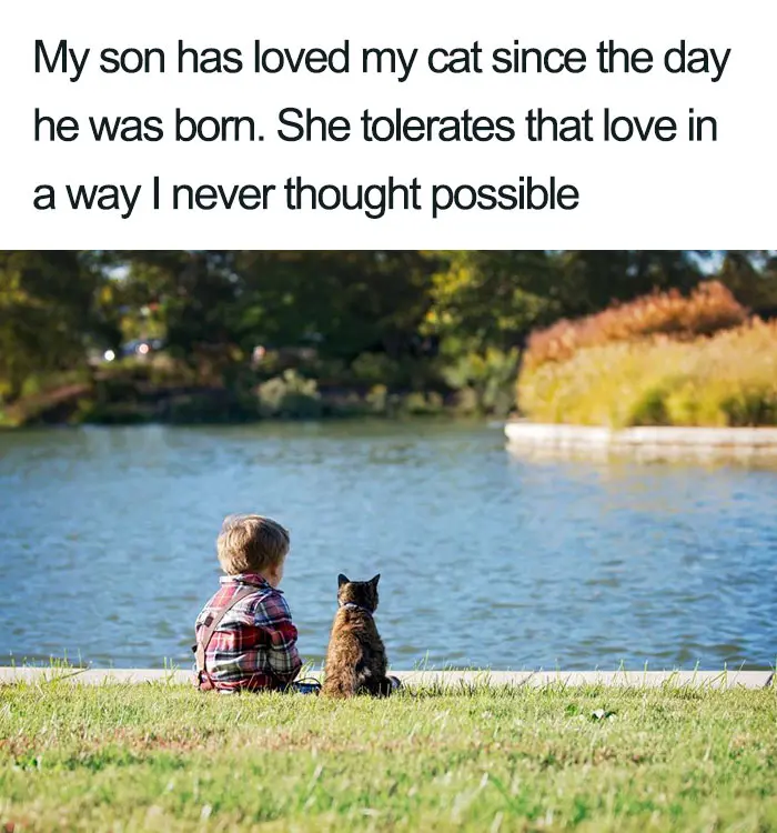 son loves cat so much wholesome cat posts