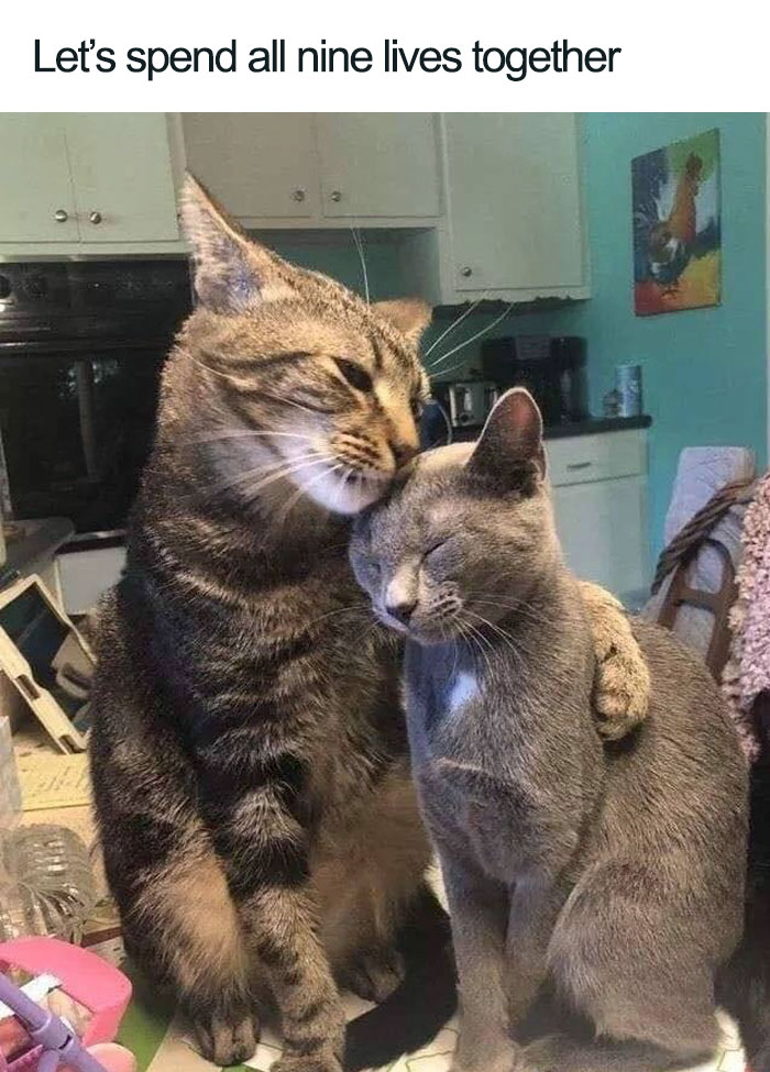 spending all nine lives together wholesome cat posts