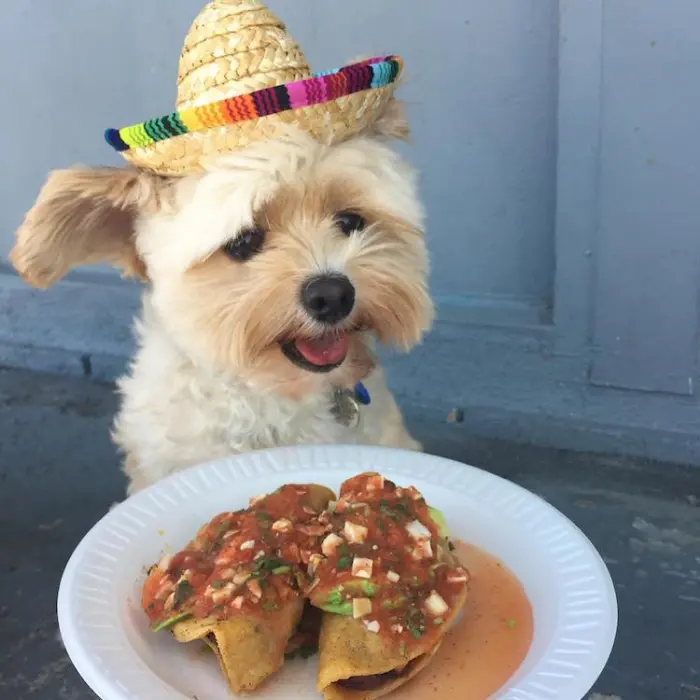 tacos popeye the foodie dog