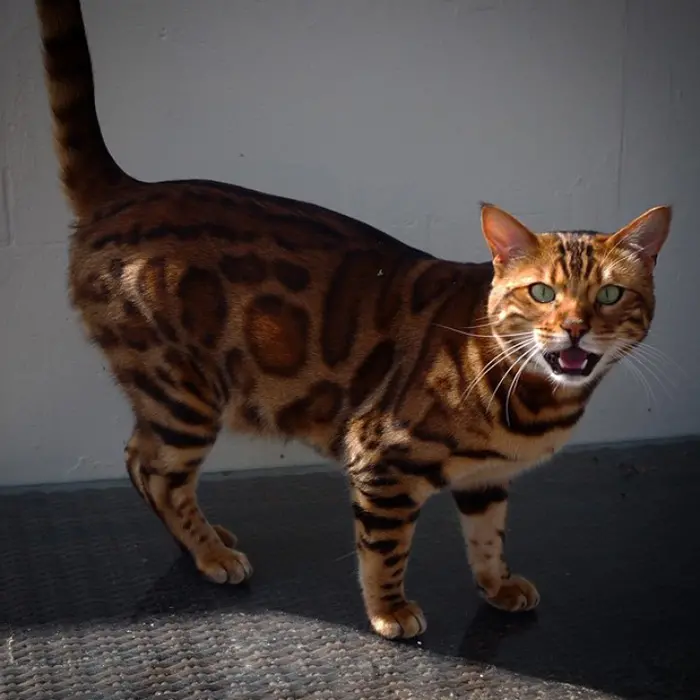 thor the bengal cat ferocious