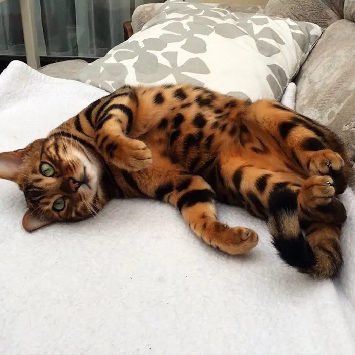 thor the bengal cat laying on couch