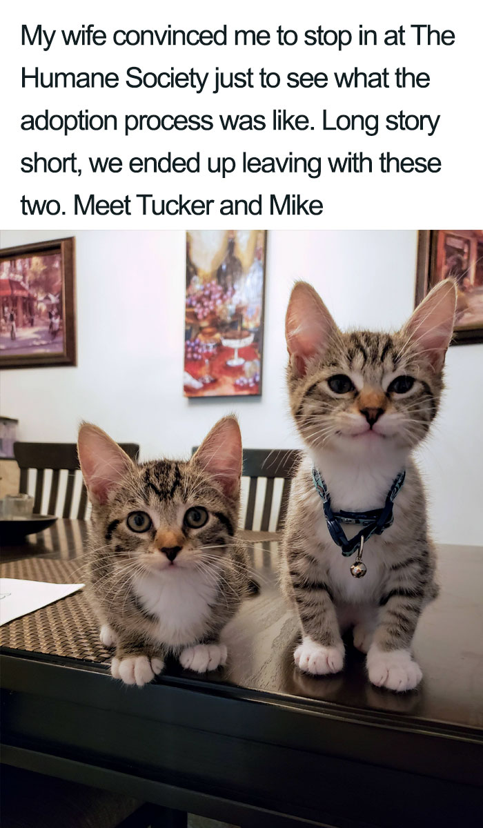 tucker and mike wholesome cat posts