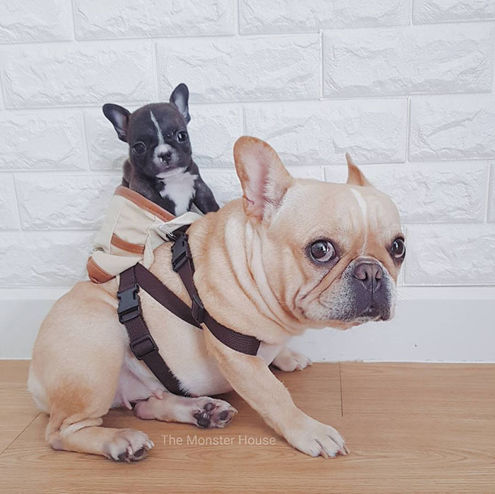 dog with puppy in backpack