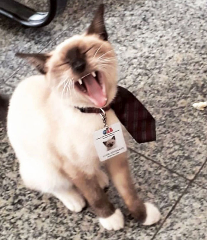 Dr Leon the Lawyer Cat yawning