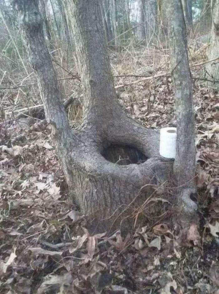 Natural Toilet in the forest