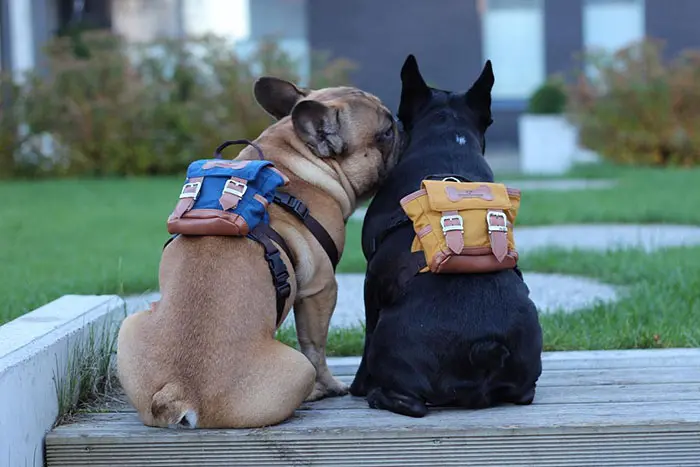 These Cute Little Dog Backpacks Lets Them Hold Their Puppies On Their Back