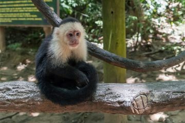 White-Headed Capuchin