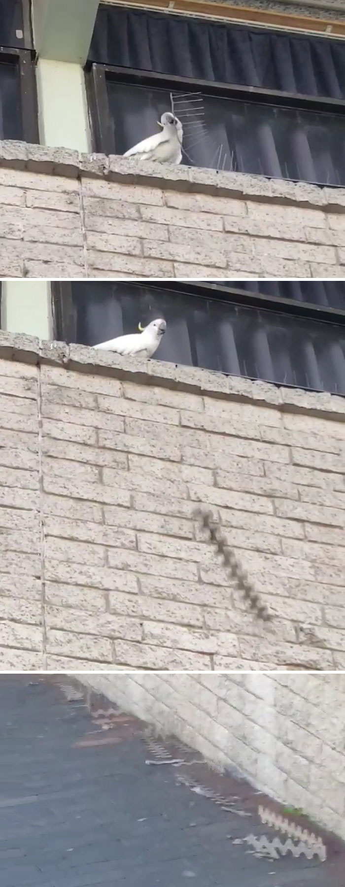 birds being jerks angry cockatoo