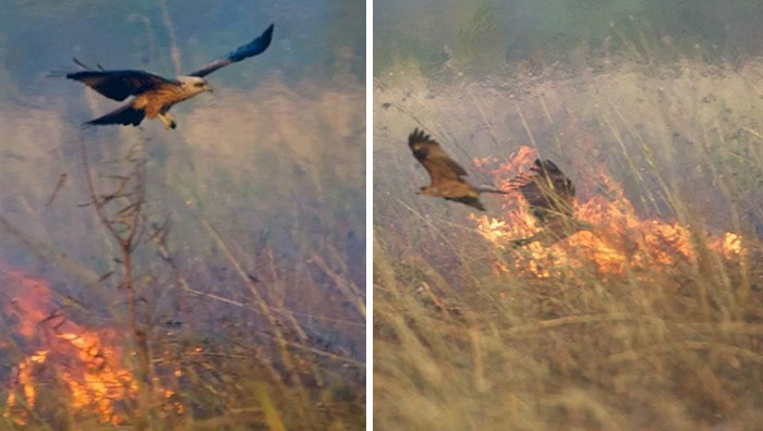 birds being jerks australian firehawks