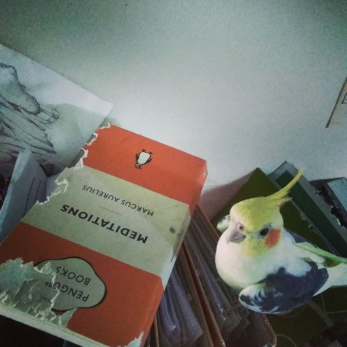 birds being jerks book food