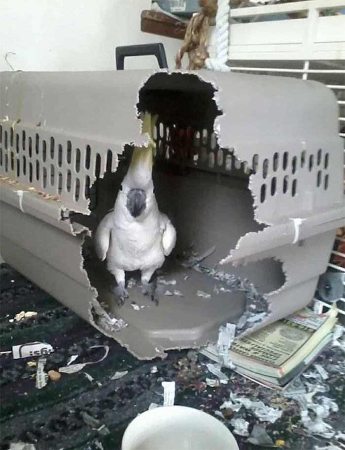 birds being jerks broken cage