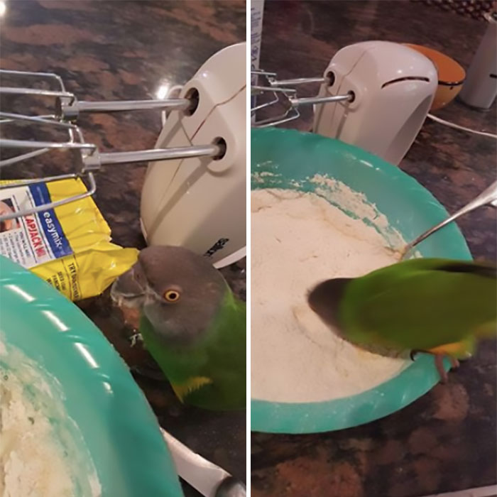 birds being jerks cake batter