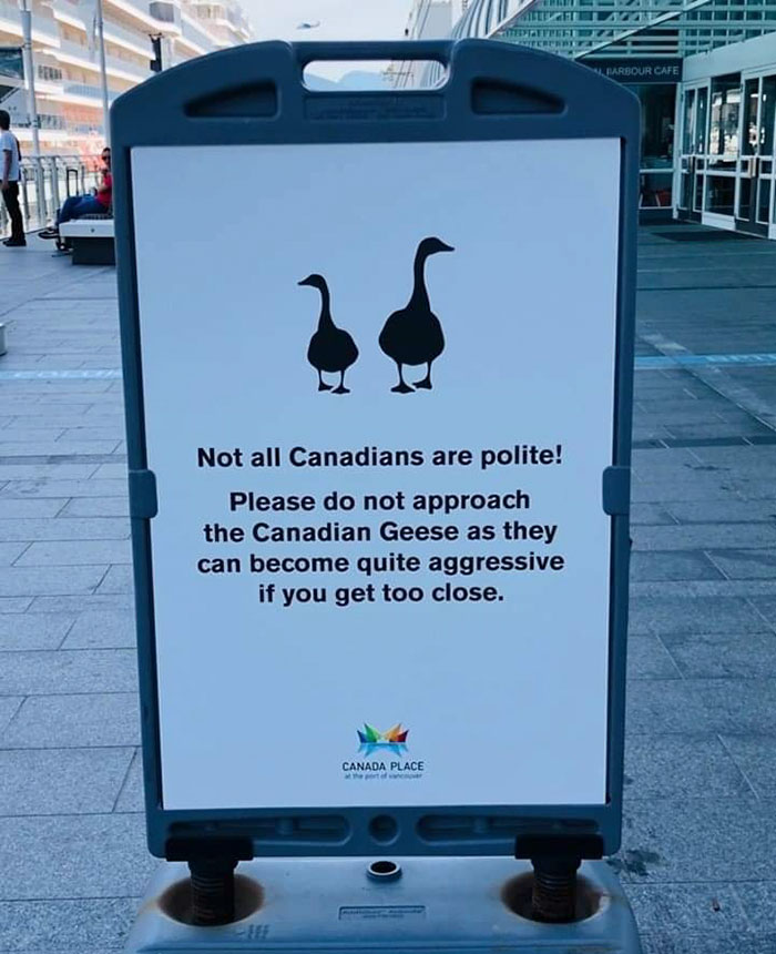 birds being jerks canadian geese