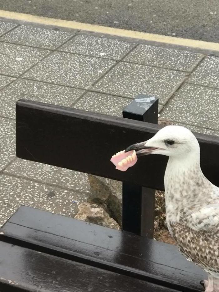 birds being jerks denture thief