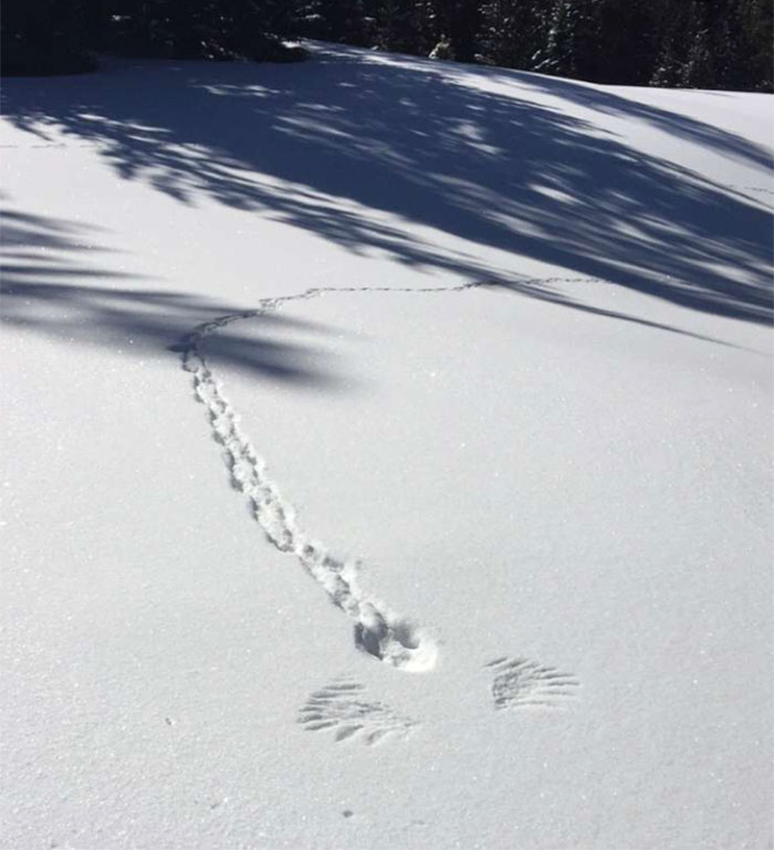 birds being jerks disappearing bunny