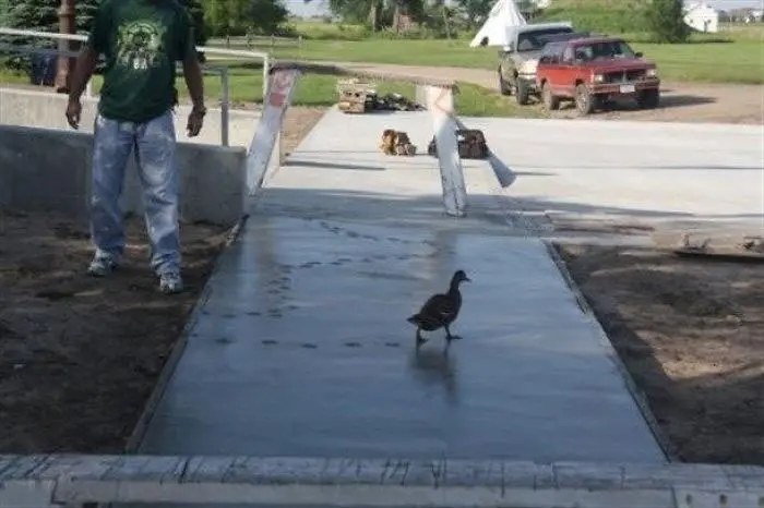 birds being jerks duck wet concrete
