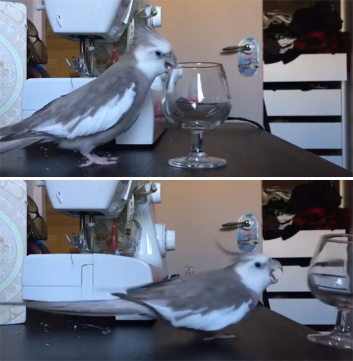 birds being jerks glass shatter