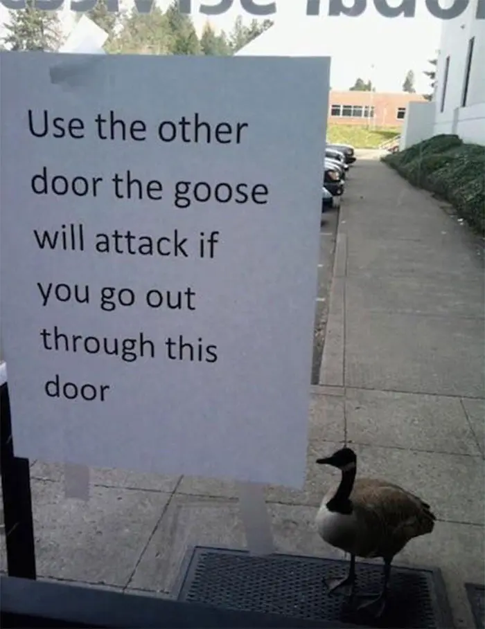 birds being jerks guard goose