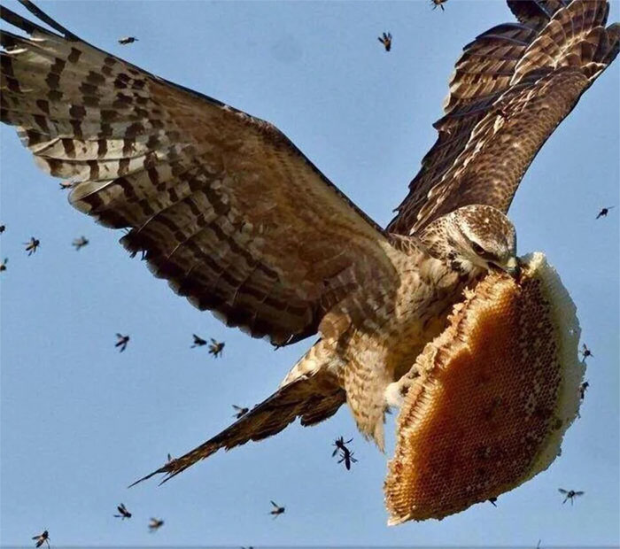 birds being jerks honey thief