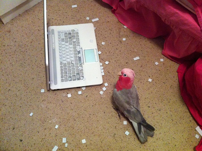 birds being jerks keyboard destroyer