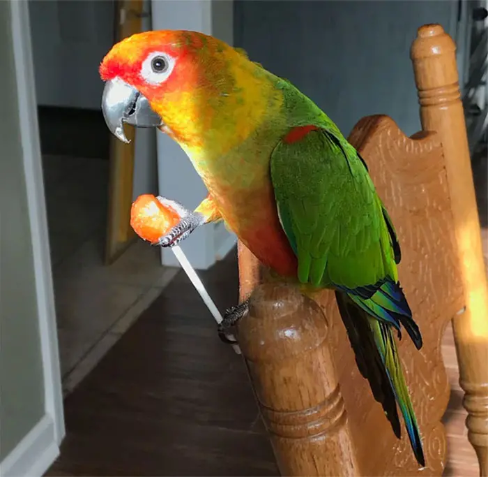 birds being jerks lollipop thief