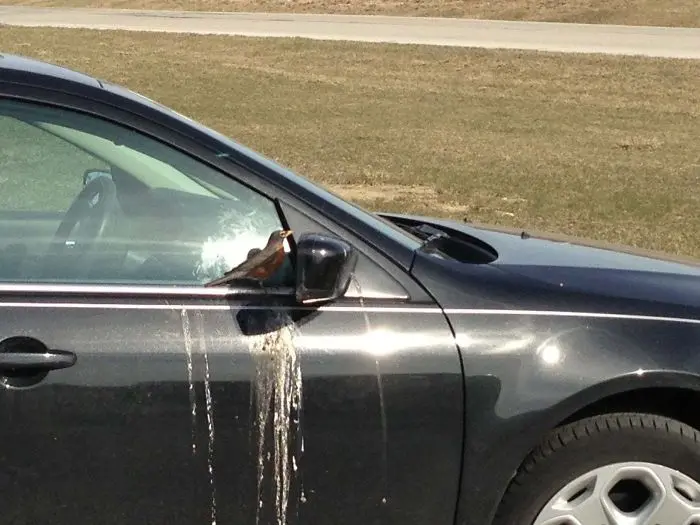 birds being jerks mirror poop