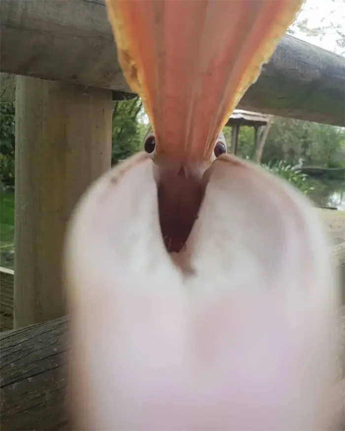 birds being jerks pelican selfie