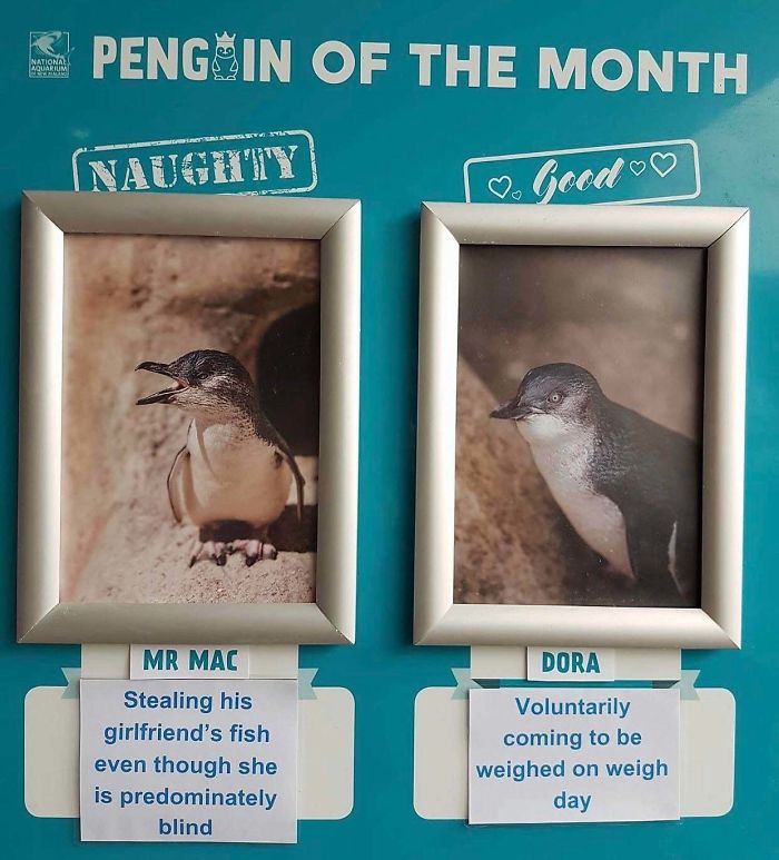 birds being jerks penguin of the month