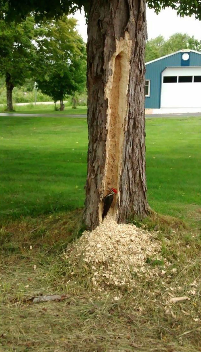 birds being jerks repeller woodpecker