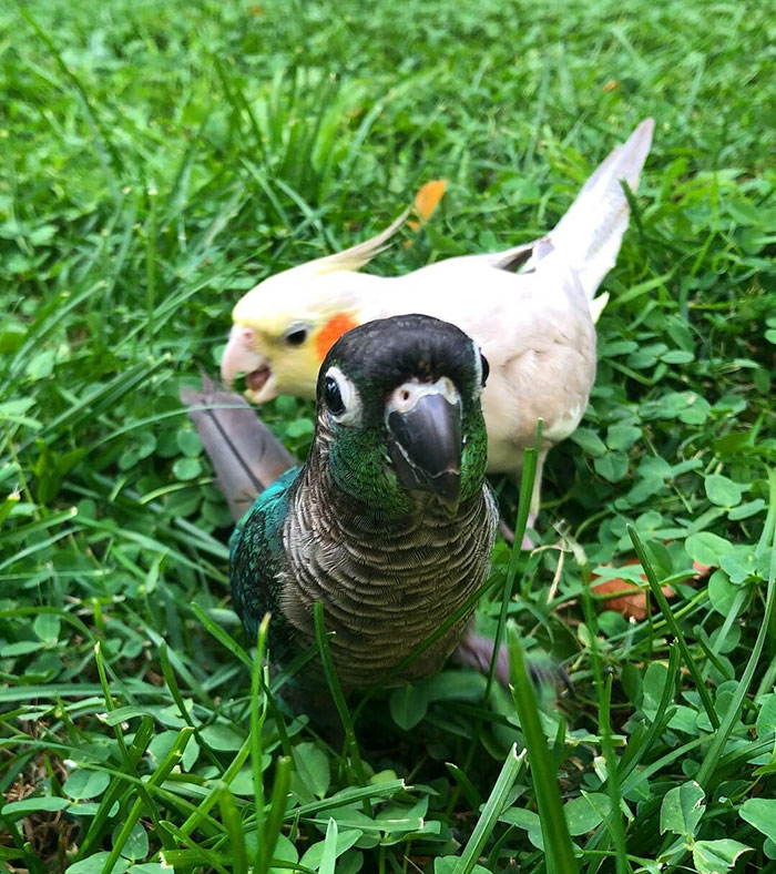 birds being jerks feather pluck