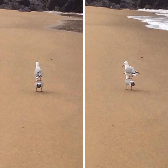 birds being jerks seagull stack