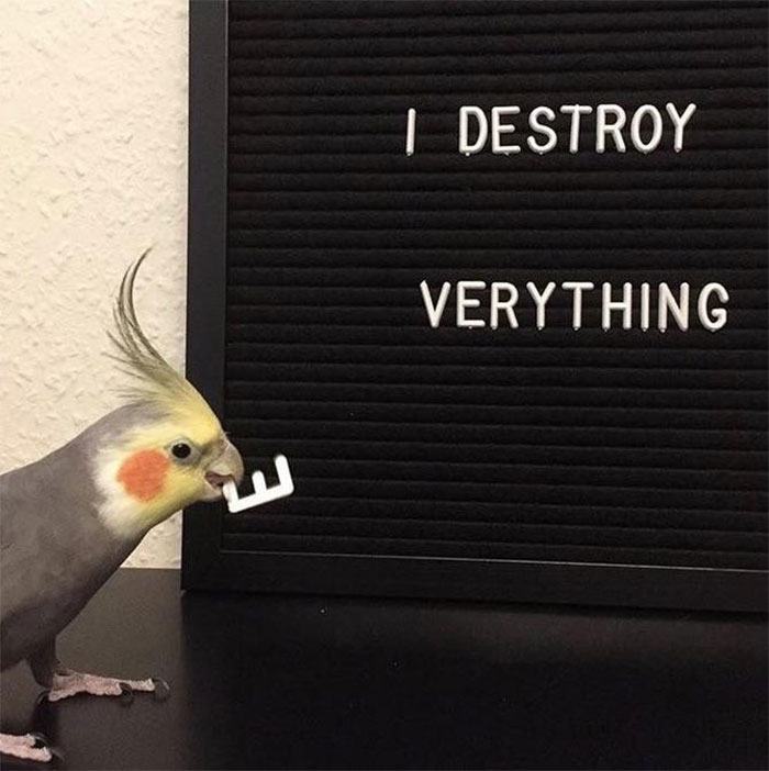 birds being jerks spell destroyer