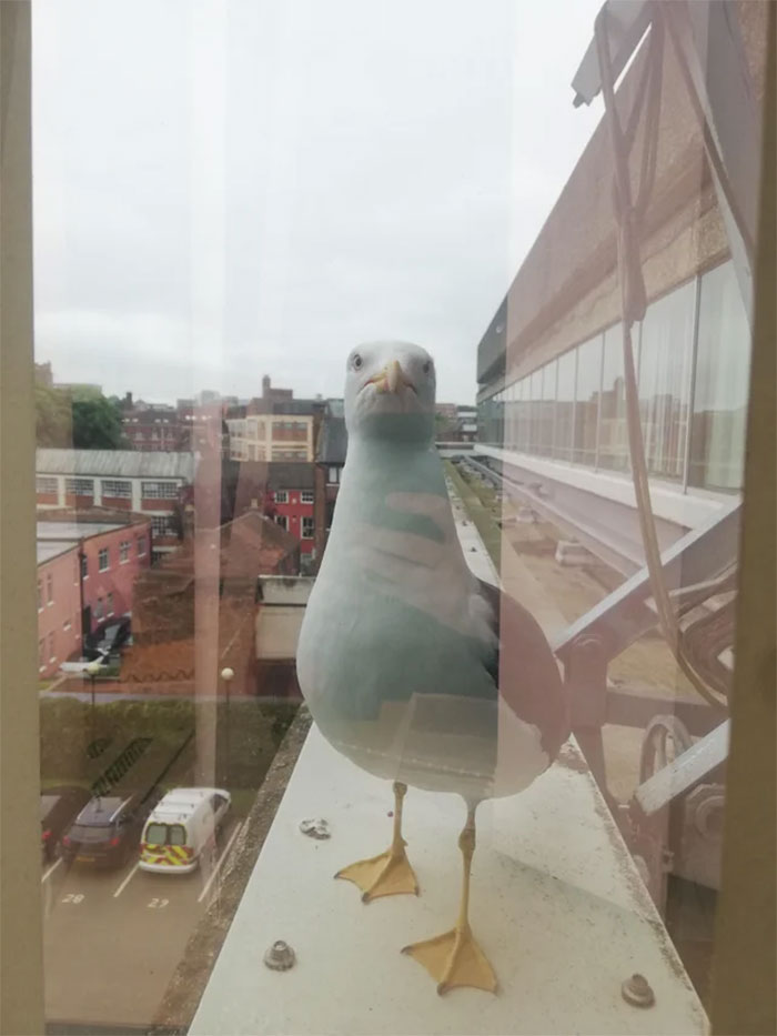 birds being jerks window pecker