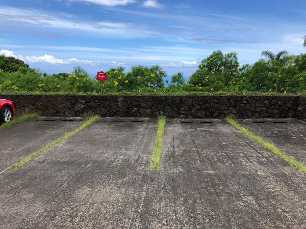 clever eco-friendly ideas plant parking lines