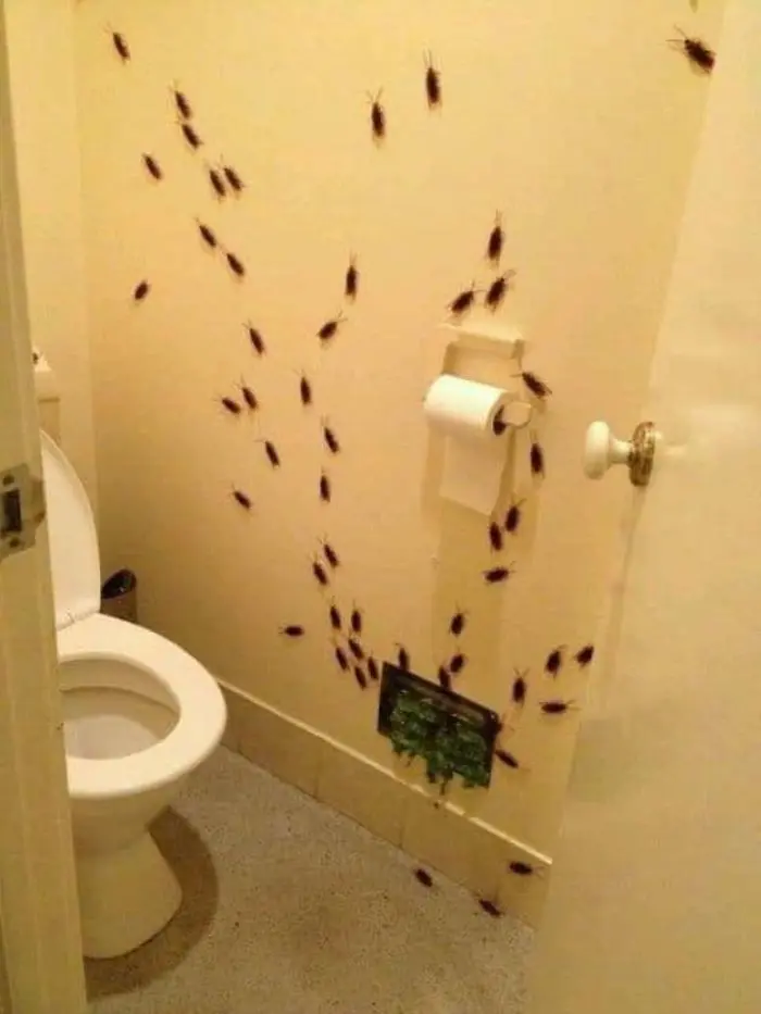 cockroach infested toilet