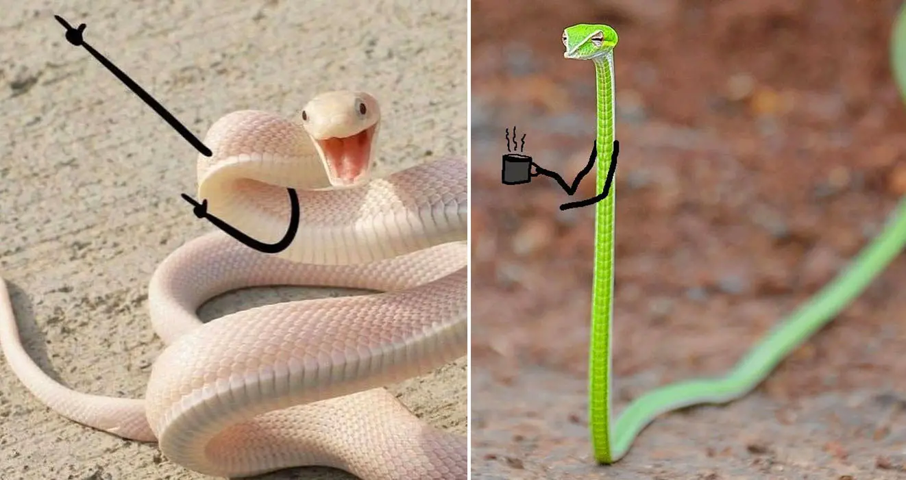 funny snake pics