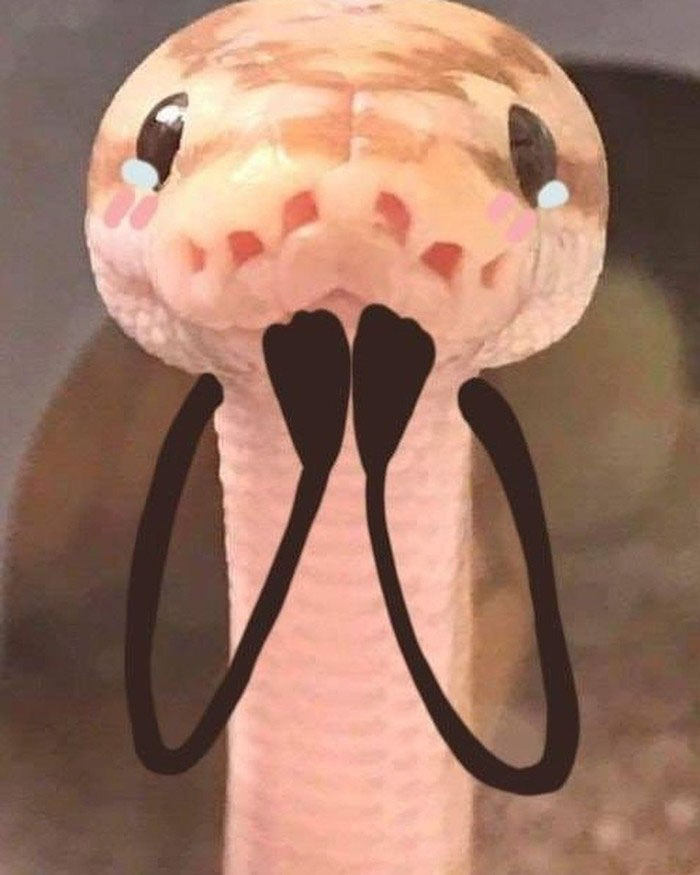funny snakes pics doodle cute