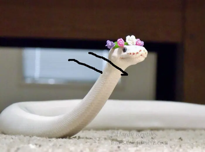 funny snake pics doodle dab