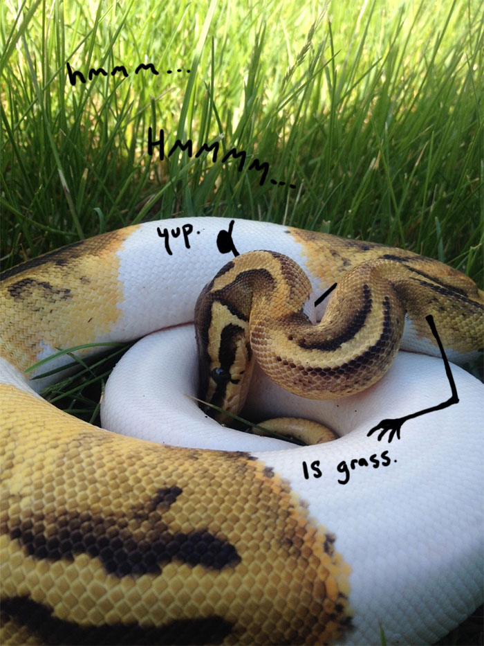 funny snake pics doodle grass