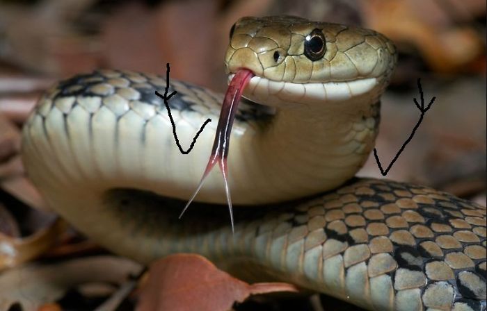 funny snake pics doodle nasty tongue